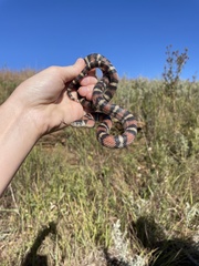 Lampropeltis gentilis