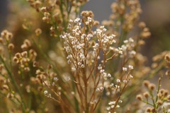 Baccharis sergiloides