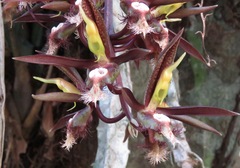 Catasetum saccatum