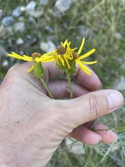 Senecio flaccidus