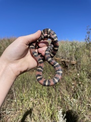 Lampropeltis gentilis