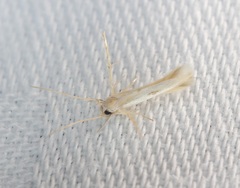 Stathmopoda