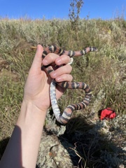Lampropeltis gentilis