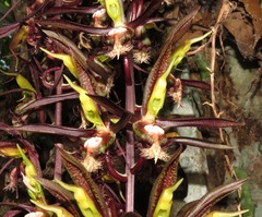 Catasetum saccatum