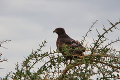 Buteo augur