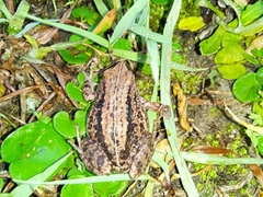 Pristimantis unistrigatus