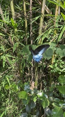 Papilio polymnestor