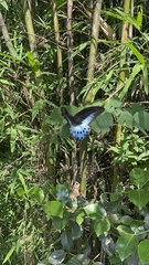 Papilio polymnestor