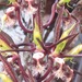 Catasetum saccatum - Photo (c) Rich Hoyer, algunos derechos reservados (CC BY-NC-SA), uploaded by Rich Hoyer