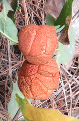 Disholcaspis spongiosa