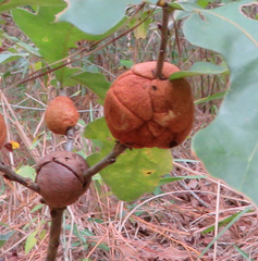 Disholcaspis spongiosa