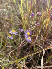 Symphyotrichum walteri