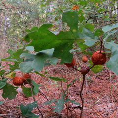 Disholcaspis spongiosa