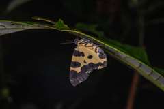 Pantherodes