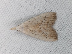 Meganola brunellus