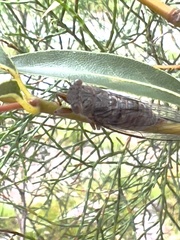 Palapsalta circumdata
