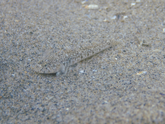 Pomatoschistus marmoratus