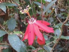 Passiflora miniata