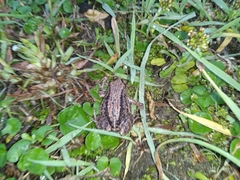 Pristimantis unistrigatus