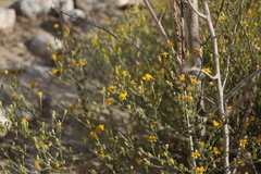 Gutierrezia californica