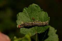 Rusicada combinans