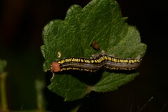 Rusicada combinans