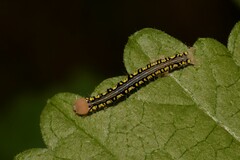 Rusicada combinans