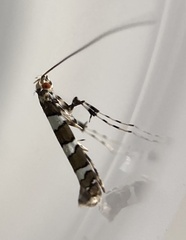 Acrocercops chionosema