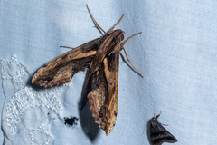 Xylophanes ceratomioides