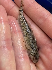 Cottus