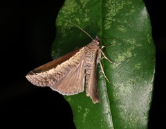 Lophoptera squammigera