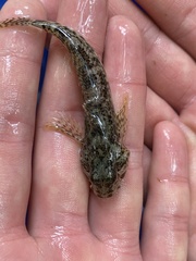 Cottus