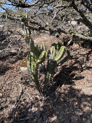 Myrtillocactus geometrizans