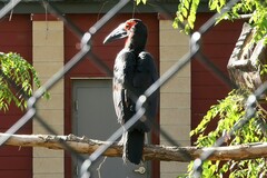 Bucorvus leadbeateri