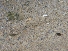 Pomatoschistus marmoratus