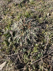 Ferocactus macrodiscus