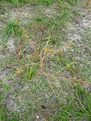 Trachyandra divaricata