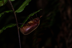 Phyllophaga