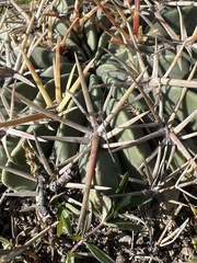 Ferocactus macrodiscus