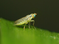 Meromyza