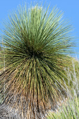 Dasylirion quadrangulatum