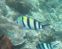 Abudefduf vaigiensis