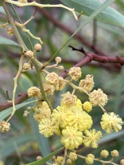 Acacia retinodes
