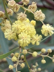 Acacia retinodes