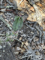 Myrtillocactus geometrizans