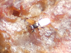 Piophilidae