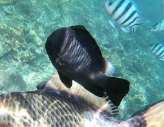 Dascyllus trimaculatus