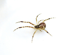 Theridion pyramidale