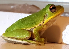 Hyla gratiosa