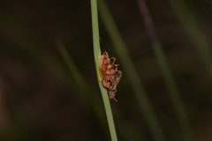 Chorizandra cymbaria